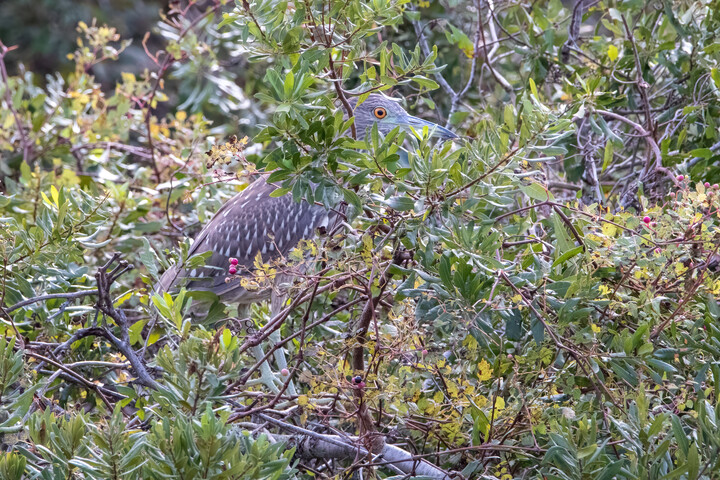 Black-crowned Night-Heron (Juvenile)